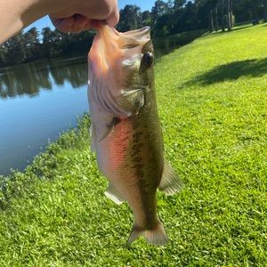 Meet your Posher, Logan